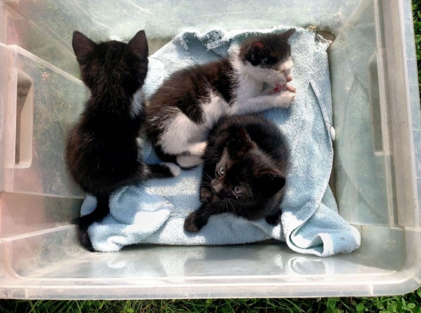 Trzy małe Kotki w Bieruniu znaleziono w kartonie
