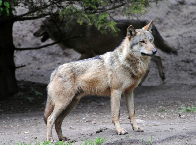 Wilk szary objęty jest ochroną na terenie całej Unii Europejskiej. W Polsce za jego zabicie grozi kara do pięciu lat pozbawienia wolności.