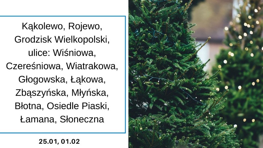 Gmina Grodzisk Wielkopolski: Co zrobić z choinką po świętach? Harmonogram odbioru drzewek w 2022