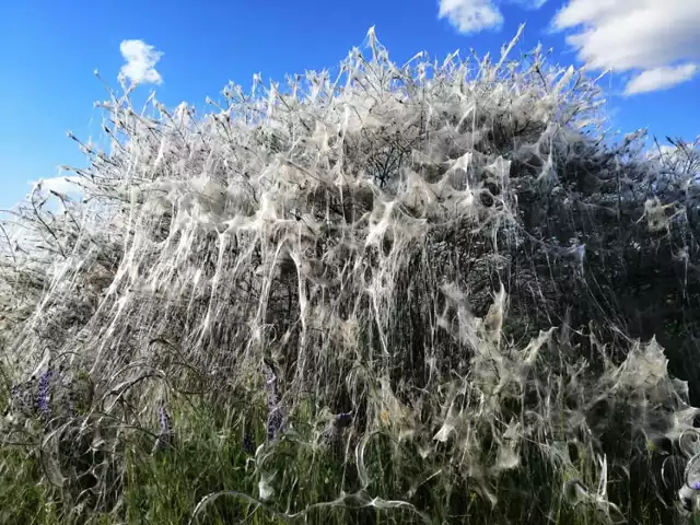 Widok jest niezapomniany, jak sceneria z horroru