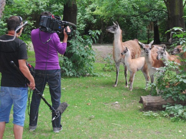 Zoo Story wraca na antenę TVP