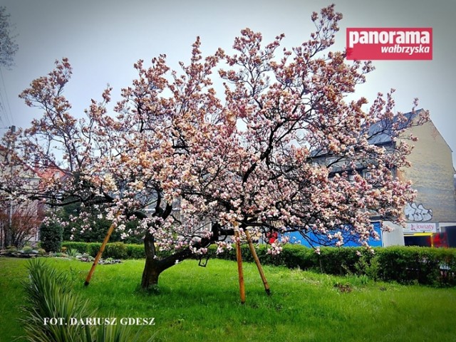 Przy ul. Armii Krajowej w Wałbrzychu zakwitła najstarsza wałbrzyska magnolia. Posadzono ją, kiedy Stary Zdrój - obecnie dzielnica miasta był znanym w Europie uzdrowiskiem