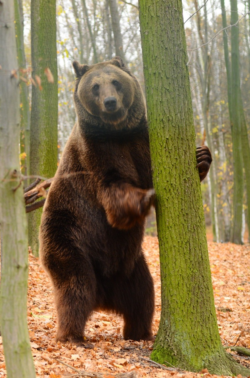 Zoo w Poznaniu: Borys - niedźwiedź wegetarianin