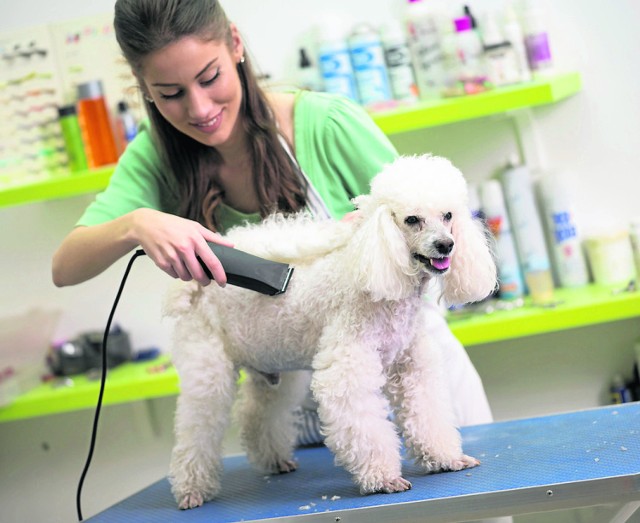 Pies u fryzjera. nie każdy do strzyżenia, każdy do czesania