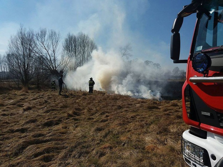 Pożary traw to wiosenna plaga. Mogą być bardzo...