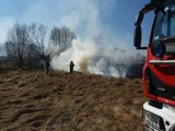 Strażacy zawodowi i ochotnicy gasili pożary traw [ZDJĘCIA]