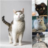 Koty ze Schroniska dla Zwierząt w Bydgoszczy czekają na adopcję. Poznajcie te słodkie kociaki! [zdjęcia]