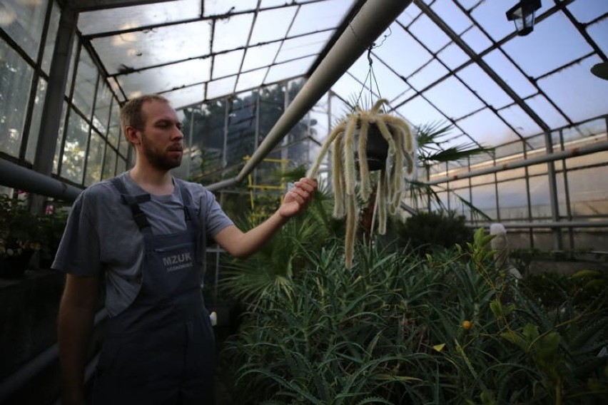 W Sosnowieckim Egzotarium rośnie około trzech tysięcy roślin