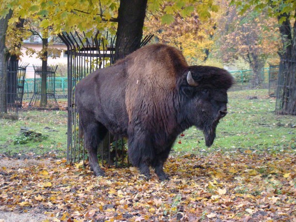 Bizon

Prędkość 60km/h