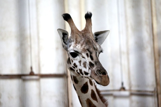 W łódzkim zoo padła mała żyrafa