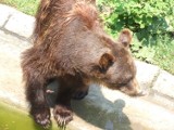 Beskid Mały. Niedźwiedzica z młodym pojawiła się w Rzykach i w okolicy szlaku na Leskowiec!