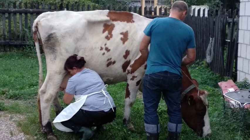 Konkurs ręcznego dojenia krów