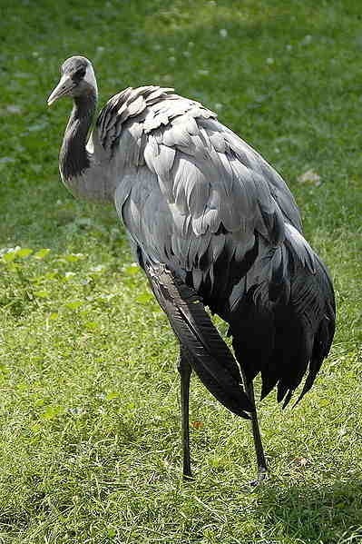 Źródło: http://commons.wikimedia.org/wiki/File:Zuraw_Warszawa_ZOO.jpg