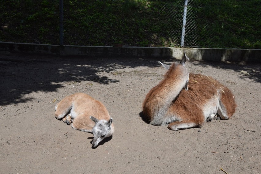 Lama, która urodziła się w Parku Krasnala prawdopodobnie...