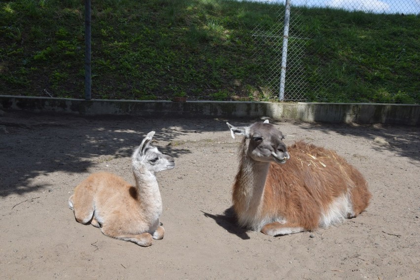 Lama, która urodziła się w Parku Krasnala prawdopodobnie...