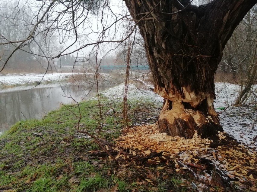 Śladów bytności bobrów nad Iną jest mnóstwo