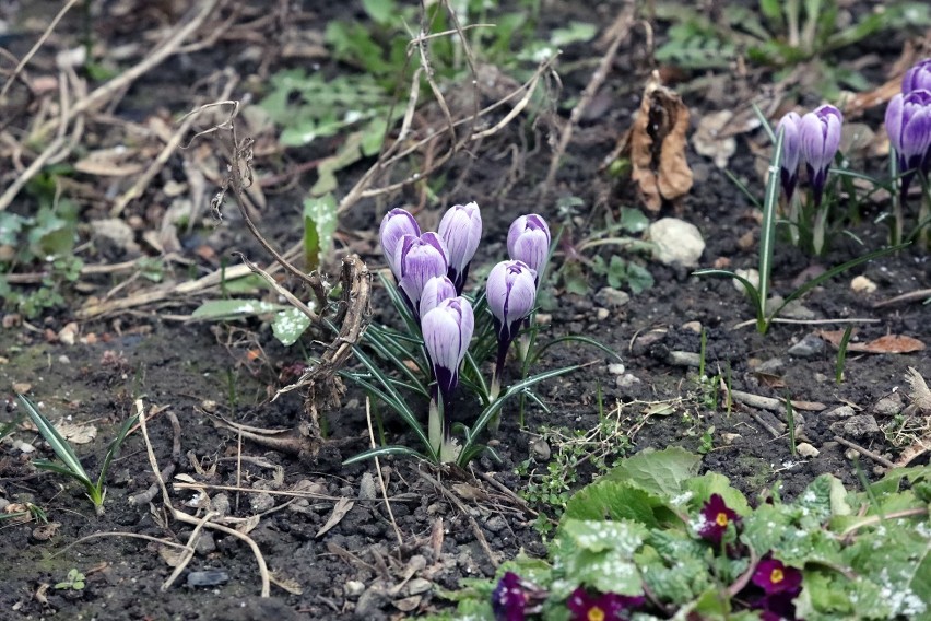 Legnica: Dzisiaj pierwszy dzień kalendarzowej wiosny, zobaczcie zdjęcia