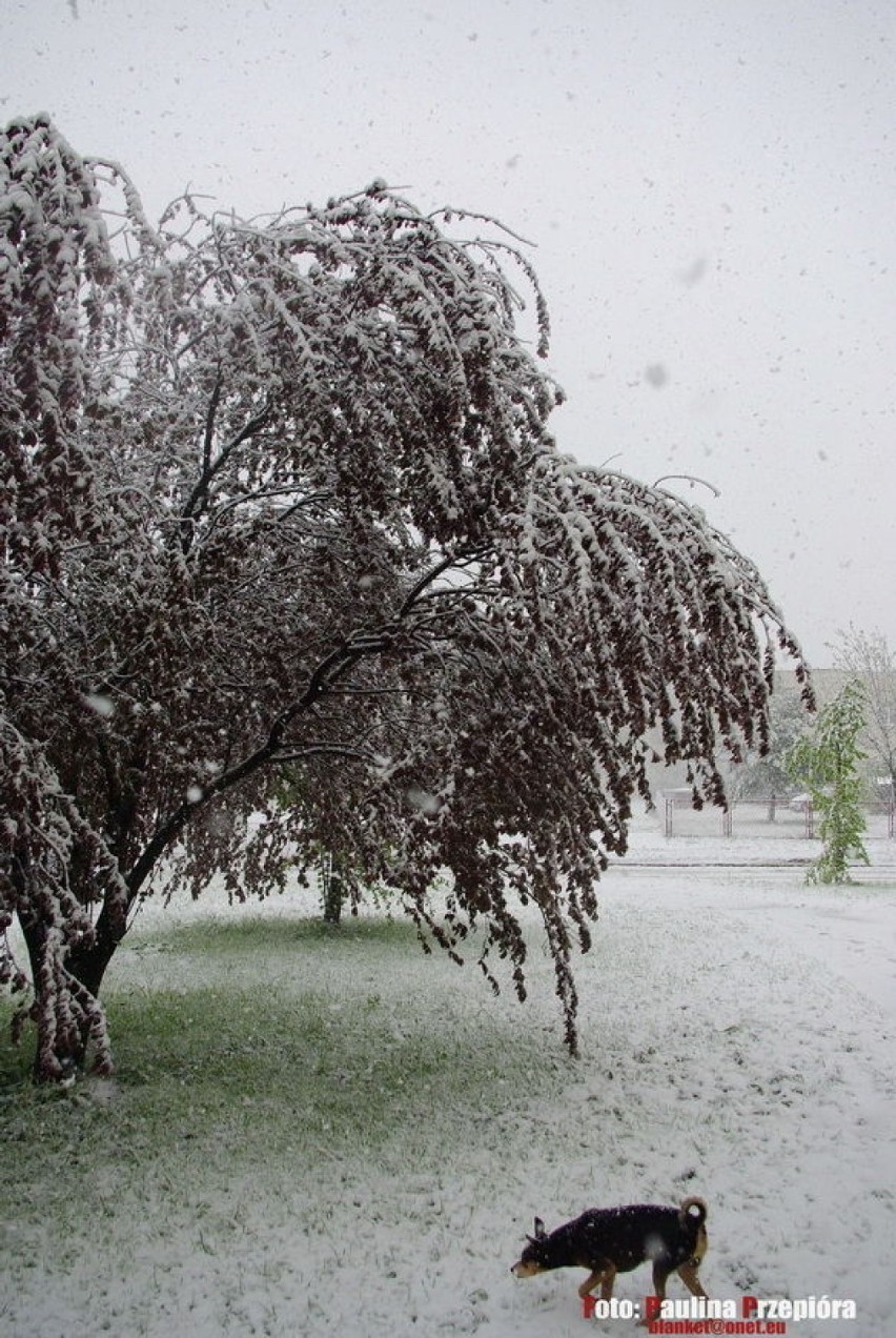 Drzewa uginają się pod ciężarem mokrego śniegu  Fot. Paulina...