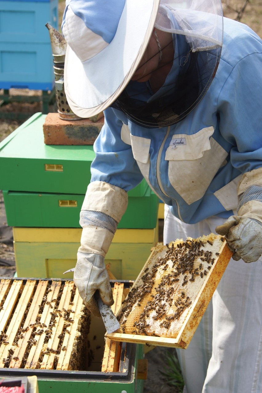 Miód to samo zdrowie, ale pszczół jest coraz mniej