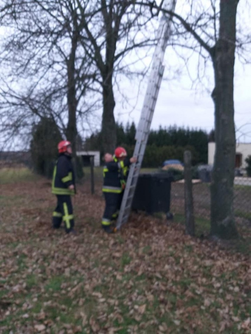 Strażacy z OSP w Krzepielowie to niewątpliwie miłośnicy zwierząt. Rano ściągnęli kota z drzewa [ZDJĘCIA]