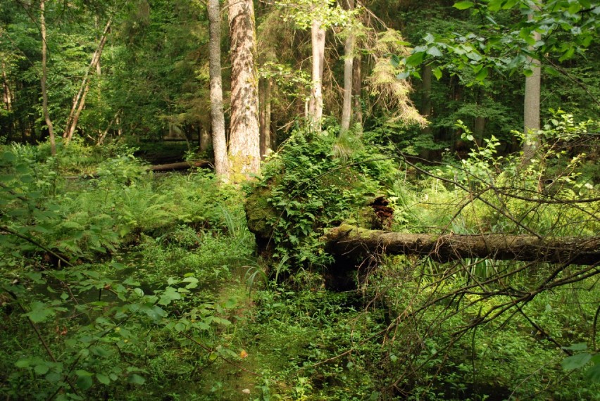 Białoweski Park Krajobrazowy istnieje od ponad 80 lat.