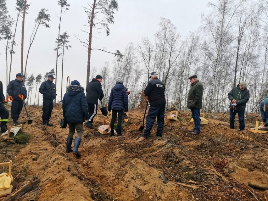 Ten las na terenie ponawałnicowym sadzono dla przyszłych...