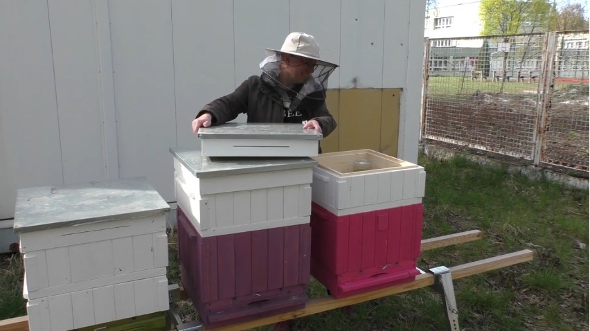Pszczoły zamieszkały w Szombierkach - w Bytomiu rozpoczęła...