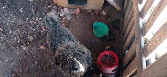 Funkcjonariusze z Komendy Powiatowej Policji w Tczewie interweniowali w jednej z miejscowości w powiecie tczewskim, w której właściciel znęcał się nad swoim psem. 50-latek przetrzymywał zwierzę w skrajnie trudnych warunkach.