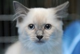 Wystawa kotów rasowych na Bielanach już 11 i 12 stycznia