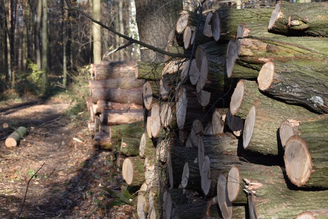 Na obrzeżach Lasku Lipie pokotem leży kilkadziesiąt drzew. Mniejsze, pocięte pnie są składowane na stertach w lesie