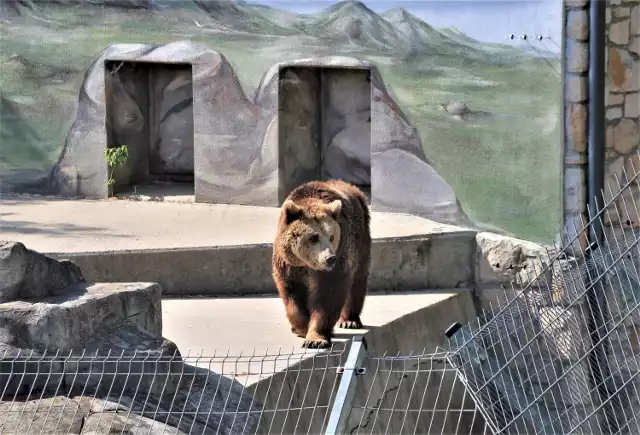 Zamojski Ogród Zoologiczny jest jedyną tego typu placówką w naszym województwie