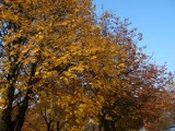 Zduńskowolska złota jesień [zdjęcia]
