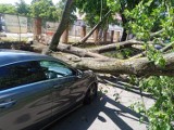 Drzewo przewróciło się na 4 samochody we Włocławku. Blisko 50 tysięcy złotych strat. Zdjęcia