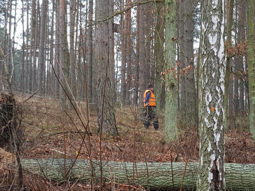 Saperzy musieli interweniować w lasach pod Oleśnicą