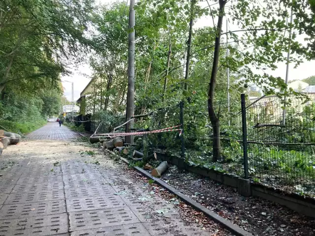 Niektóre, wiekowe buki przy ul. Bydgoskiej zostały już wycięte. Inne wkrótce także czeka taki, smutny los, gdyż stwarzają zagrożenie dla bezpieczeństwa.