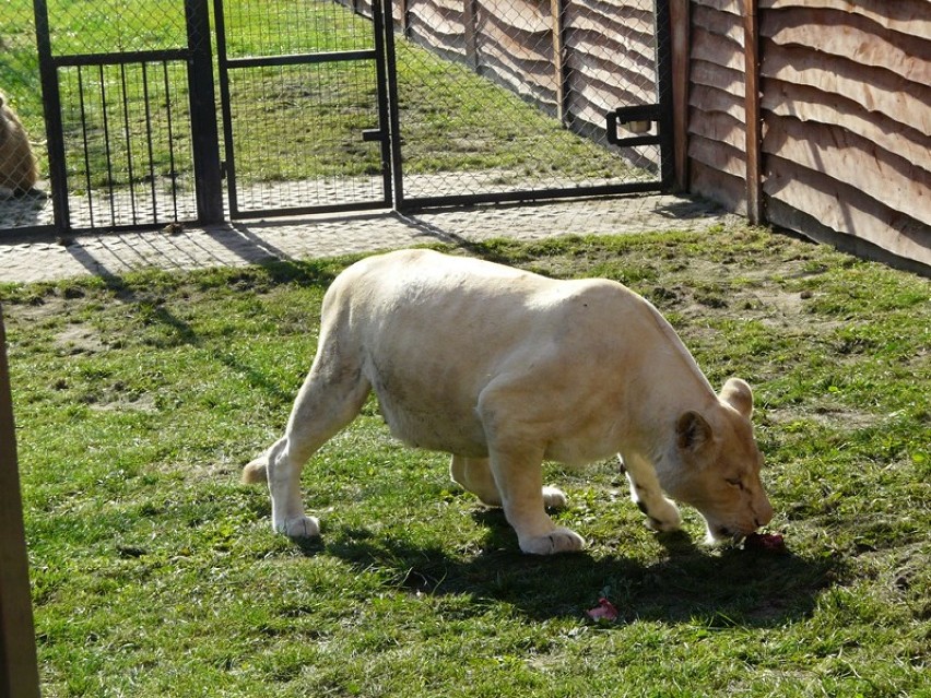 Narodziny białych lwów tuż tuż