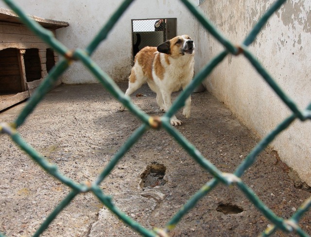 Psy mogą poranić sobie łapy na dziurach w betonowej nawierzchni kojców