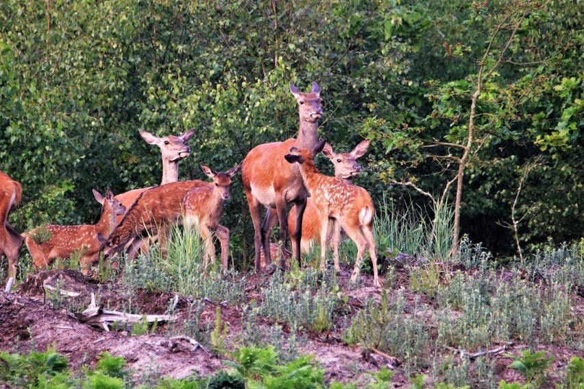 Leśne przedszkole i stare byki. Fotołowy Lecha Jaworskiego [GALERIA]