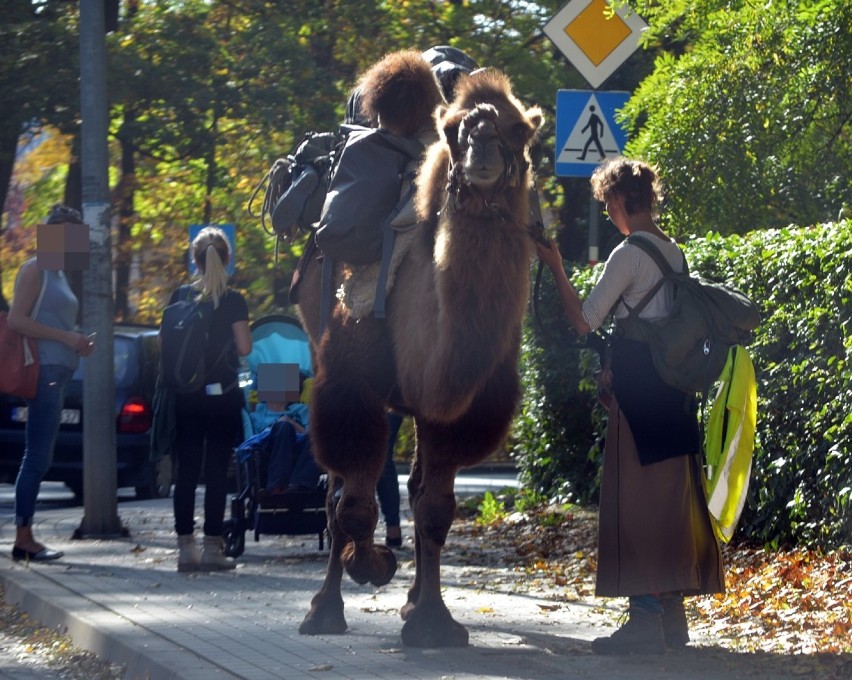 Niezwykła podróżniczka idzie z wielbłądem przez Polskę. Dziś była w Głogowie