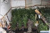W centrum Legnicy policja zlikwidowała ogromną plantację marihuany. Zobaczcie zdjęcia!!!