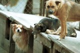 Sopot: Głosy w obronie pracowników schroniska dla zwierząt