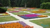 Kwiatowe ogrody w Poznaniu. Widok jest zachwycający! Zobacz zdjęcia i wybierz się na spacer po Cytadeli