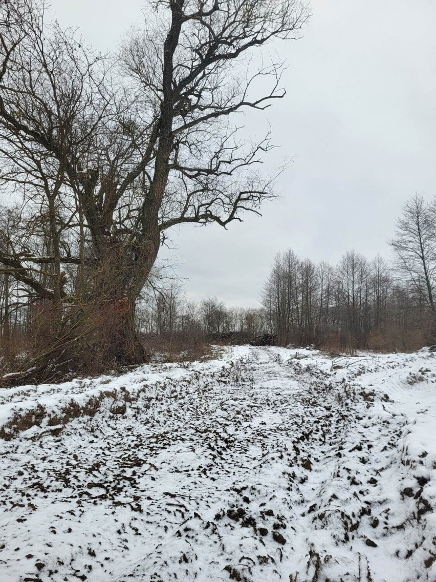 Tajemnicza wycinka w objętej ochroną dolinie Bugu - co tam się dzieje? "Przeorana ziemia, ponad 4-metrowe stosy ściętych drzew" [FOTO]