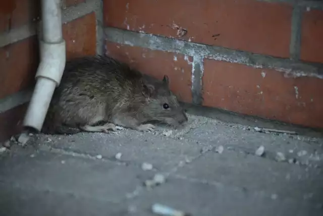 Truciznę na szczury należy wyłożyć na klatkach schodowych, w piwnicach i śmietnikach.