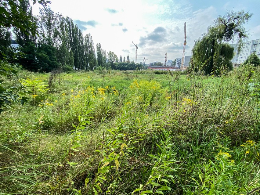 Wrocław. Na działkach od wojska powstanie park i szkoła [ZDJĘCIA]