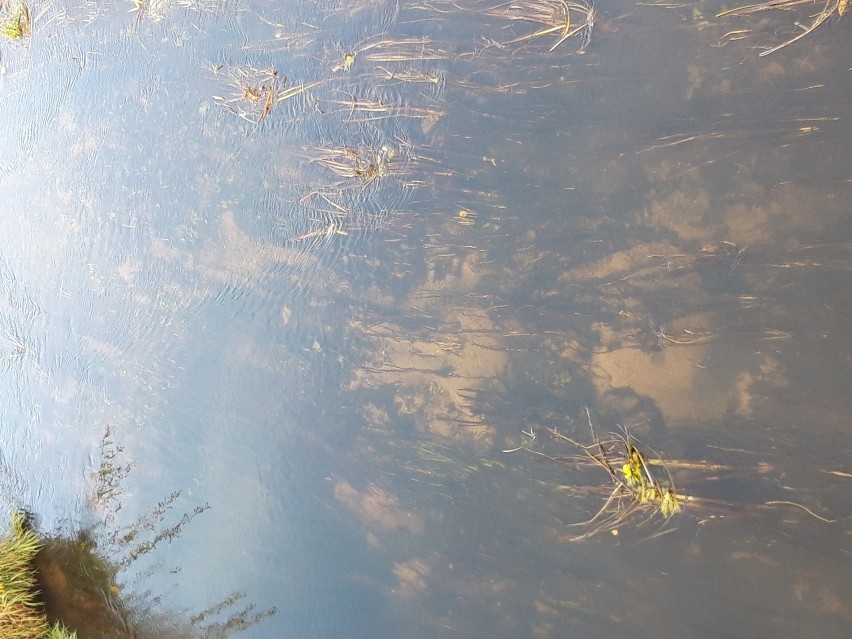 Grzybówka zanieczyszcza rzekę Brok. "Woda wygląda jak ściek i pachnie jak ściek" - pisze czytelnik. Co na to WIOŚ? Zdjęcia