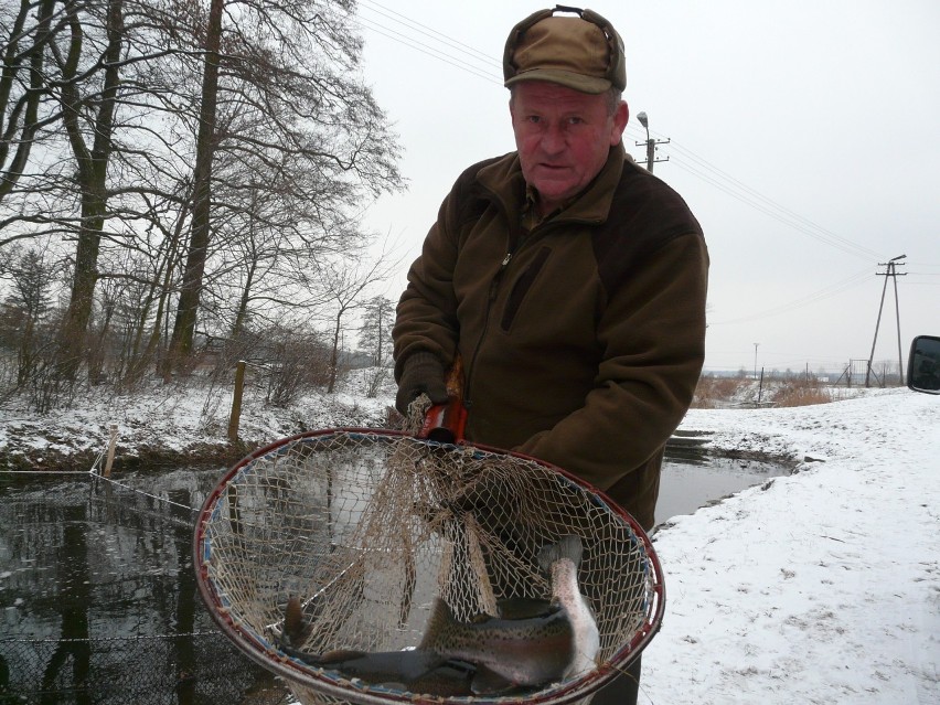 Karpie w Bełdowie dorastają w stawach zasilanych czystą wodą...