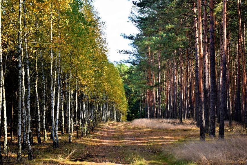 Gmina Zbąszyń: Międzynarodowy Dzień Lasów - 21 marca 2021. „Lasy to droga do odnowy i dobrego samopoczucia”  [Zdjęcia]