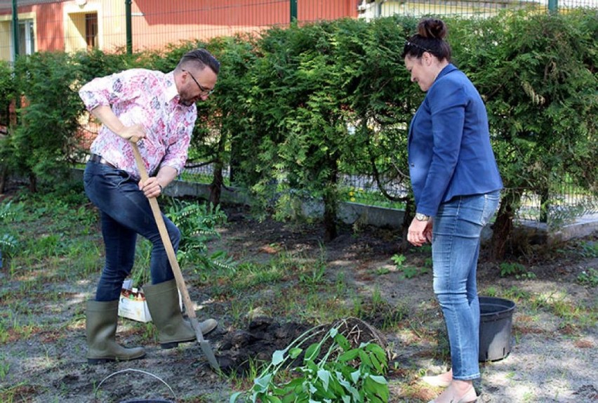 Posadzili jałowce, berberysy i tuje. Ogród przy szpitalu w Lubsku wypiękniał dzięki akcji społecznej [ZDJĘCIA]