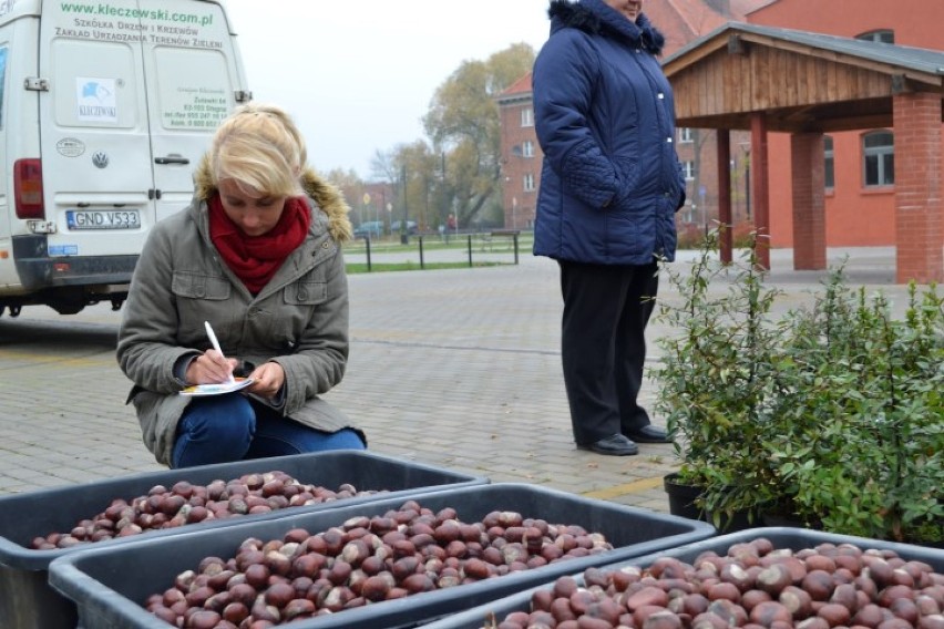 Nowy Dwór Gdański. Drzewko za kasztany i żołędzie. Mieszkańcy dostarczyli blisko tonę owoców jesieni